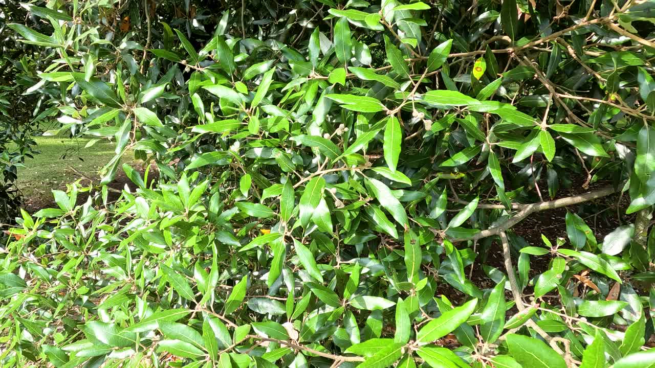Camera slowly pans across dense, leafy tree branches in bright natural daylight, highlighting vibrant green foliage in a botanical garden setting