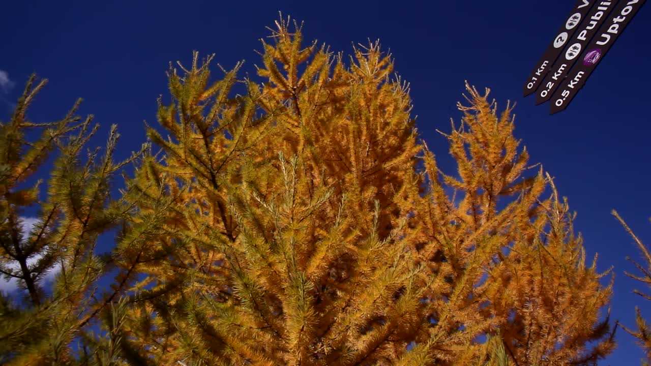 Larch pine on a street.