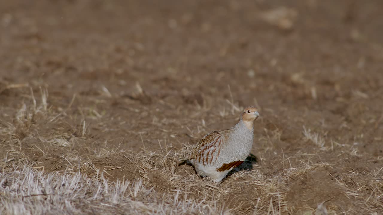 도로와 풀밭에서 먹이를 먹고 숨는 회색 자고 새의 완벽한 근접 촬영