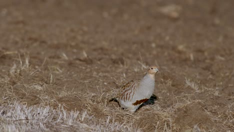 Perfect-closeup-of-gray-partridge-bird-walking-on-road-and-grass-meadow-feeding-and-hiding