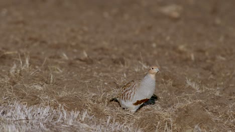 primer plano perfecto de pájaro perdiz gris caminando por la carretera y pradera de hierba alimentándose y escondiéndose