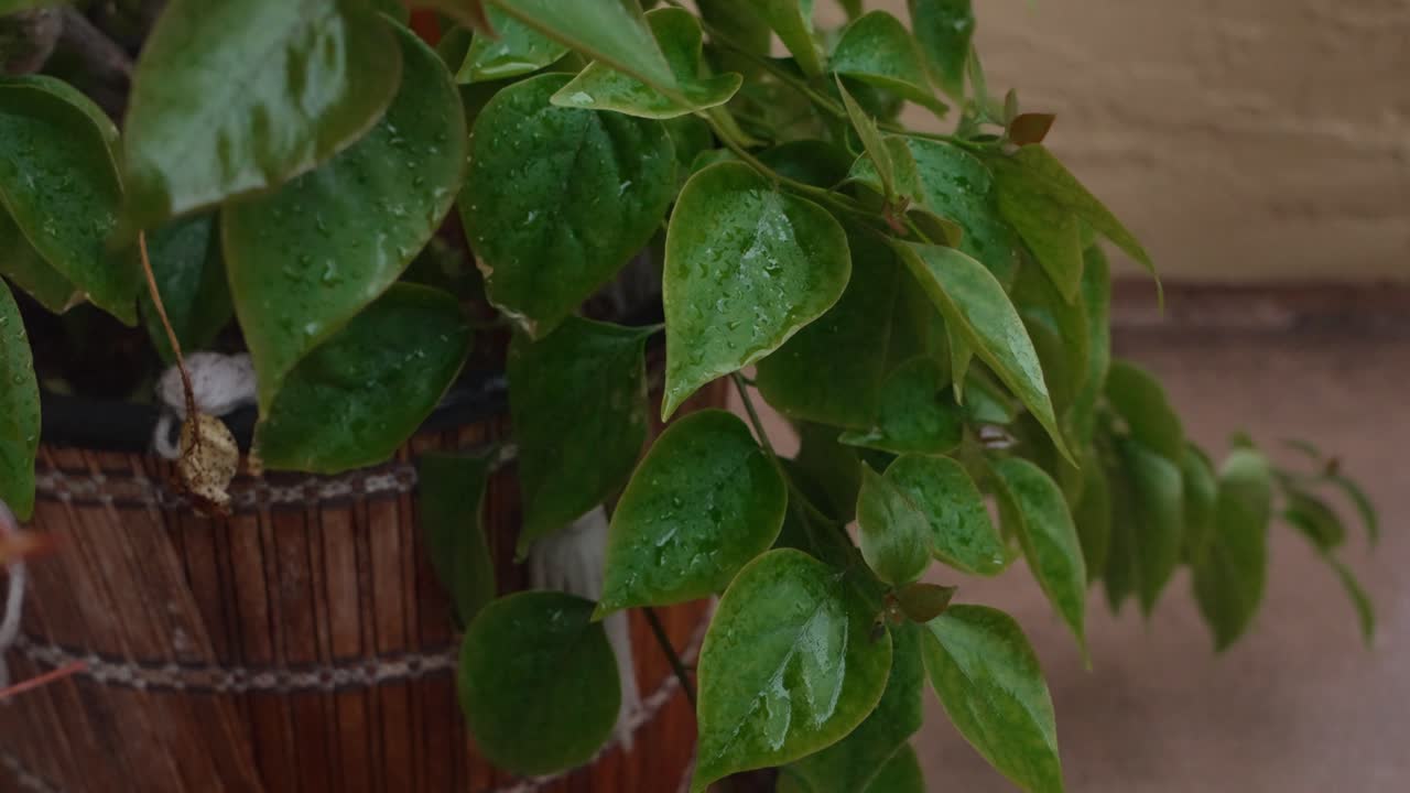 Raindrops cling to vibrant green foliage as the breeze moves through a potted plant after a rainfall