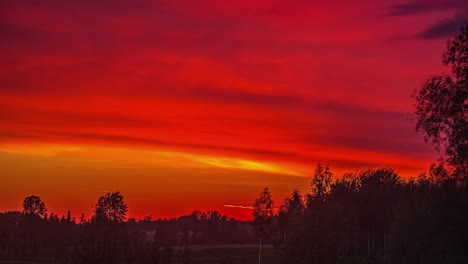 toma de tiempo de un cielo colorido y brillante que se oscurece justo después de la puesta de sol dorada sobre los árboles del bosque de abedules durante la noche