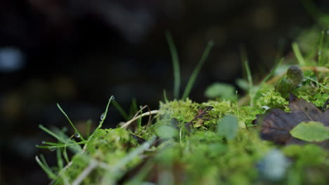 Mist-On-The-Forest