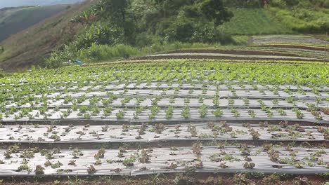 chinese cabbabge sprouts on the farm covered by the plastic to keep the temperature right for them to grow