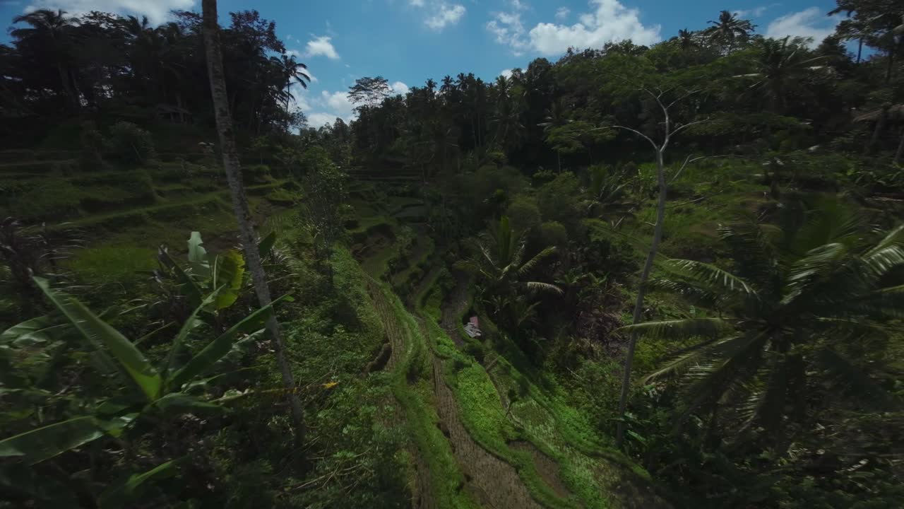 vuelo épico de drones a través de la terraza de arroz verde con bosques y palmeras a su alrededor, cámara lenta en indonesia, bali