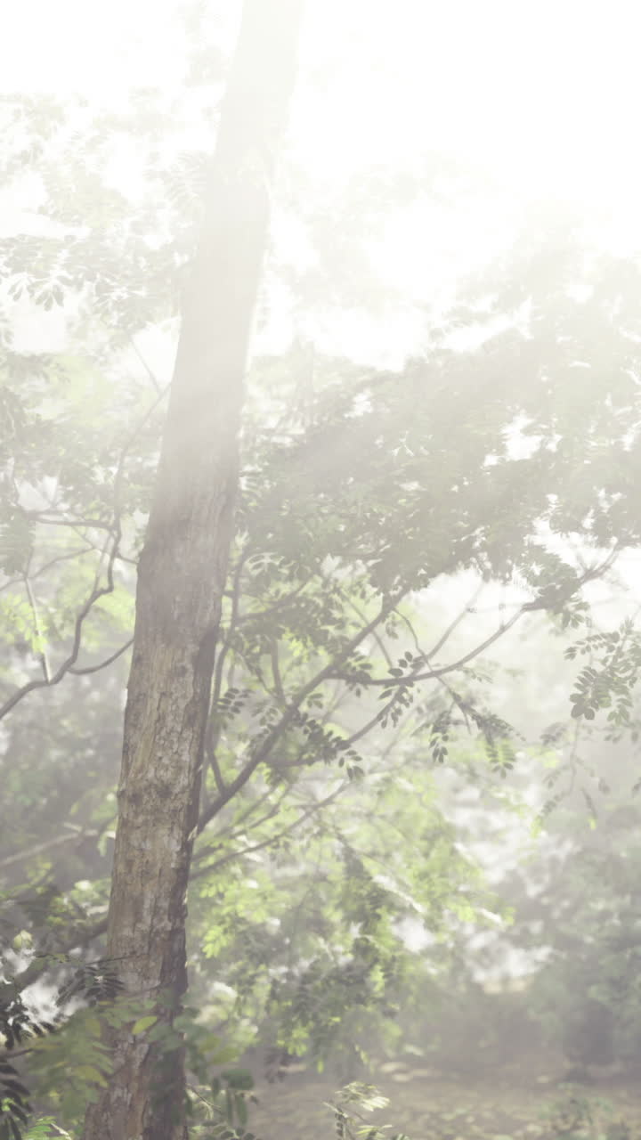 Sunlight filters through misty forest creating a serene atmosphere in nature