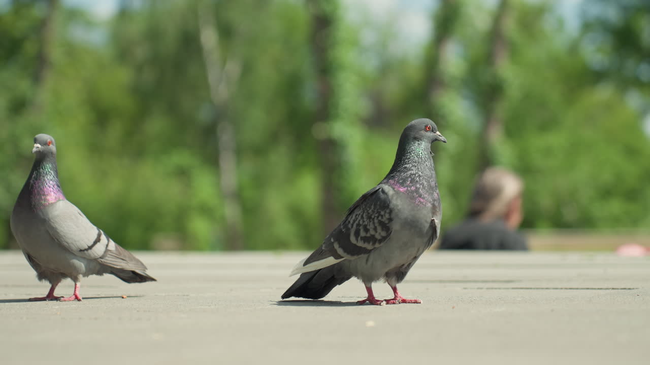 콘크리트 광장에 비둘기 두 마리가 나란히 서 있고, 목 깃털은 무지갯빛이며, 햇빛이 비치는 공원 나무가 있고, 흐릿한 사람이 배경에서 쉬고 있으며, 얕은 피사계 심도, 따뜻하고 평온한 분위기