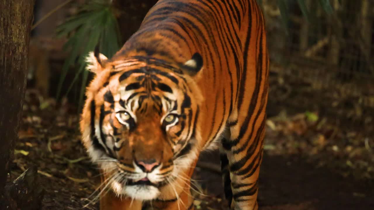 Tigre che si muove attraverso un habitat dello zoo