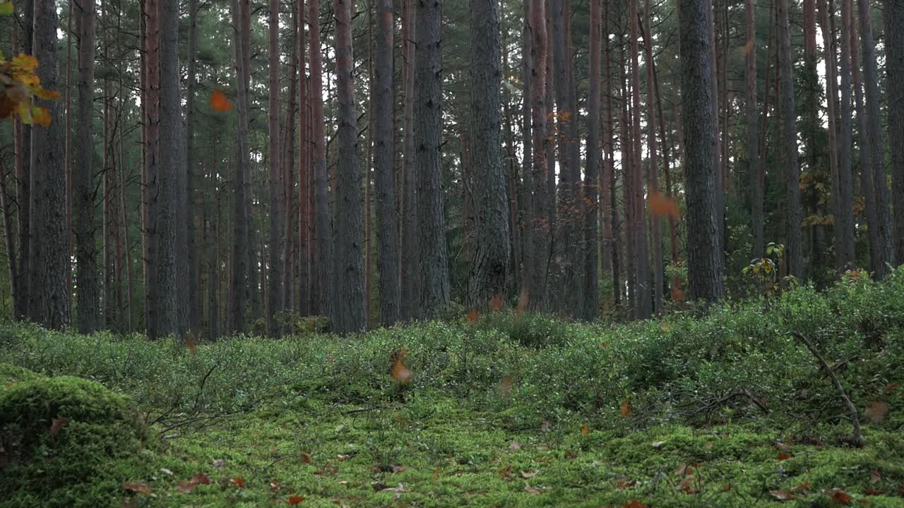 toma en cámara lenta del bosque otoñal y muchas hojas amarillas cayendo al suelo