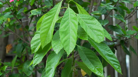 close up on avocado tree while it's raining, hurricane season in florida