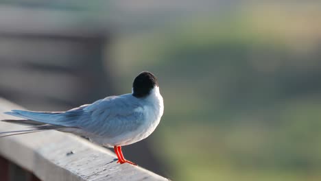 Una-Golondrina-De-Mar-Explorando-Su-Entorno-Mientras-Está-Parado-En-Un-Puente