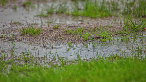 vista que transcurre de las gotas de lluvia que golpean el suelo y la hierba verde durante un clima lluvioso
