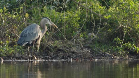 crane hunting in lake in raleigh, north carolina