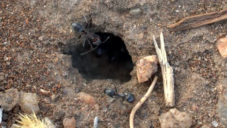 closeup view of an ant hole