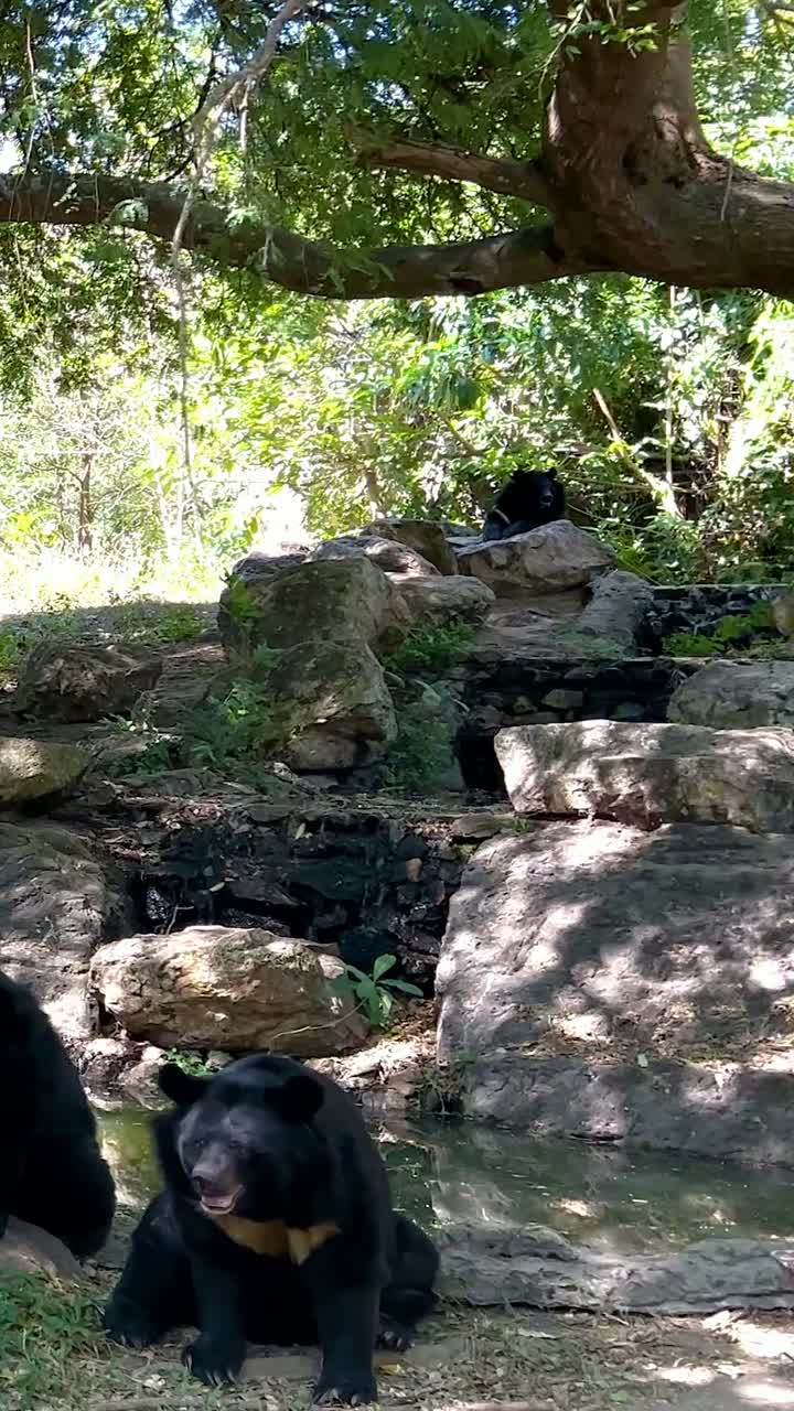 oso explorando bajo los árboles en el zoológico de chonburi