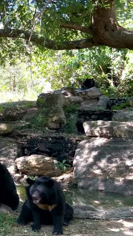 bear exploring under trees at chonburi zoo