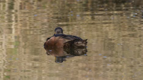 Descansando,-Scaup-De-Nueva-Zelanda-O-Verde-Azulado-Negro-En-Un-Lago,-De-Cerca