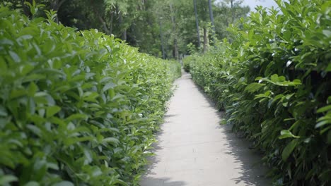 park path lined with lush green hedges