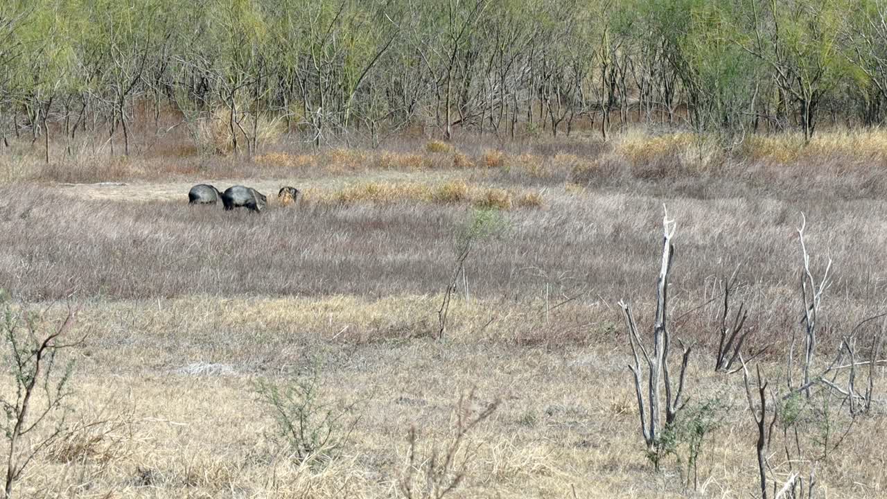남부 텍사스에 있는 호수 팔콘 텍사스 주립 공원의 마른 초원에서 음식을 응원하는 세 마리의 야생 돼지