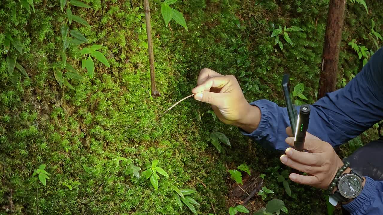 Hand holding a branch touching the moss wall to lure the trapdoor spider come out. Trapdoor spider's burrow. Wildlife observation. Nature explore