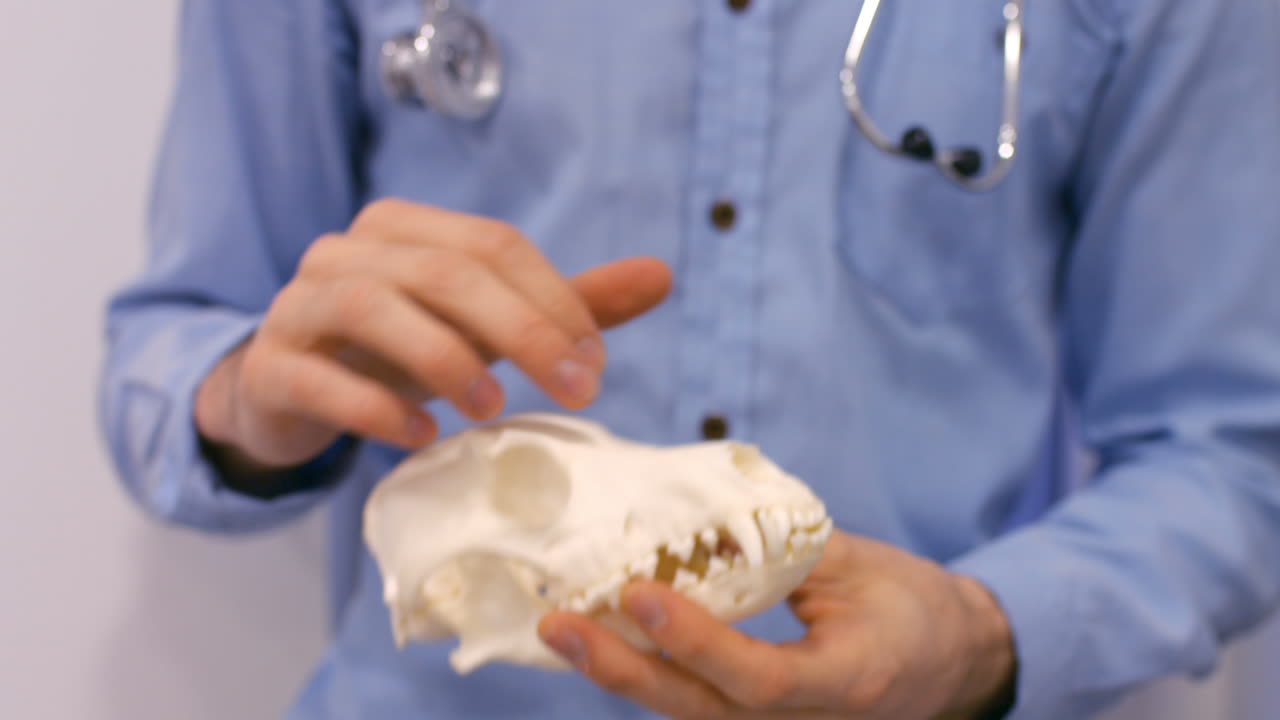 수의사는 반려동물의 골격을 조사하고 있습니다.