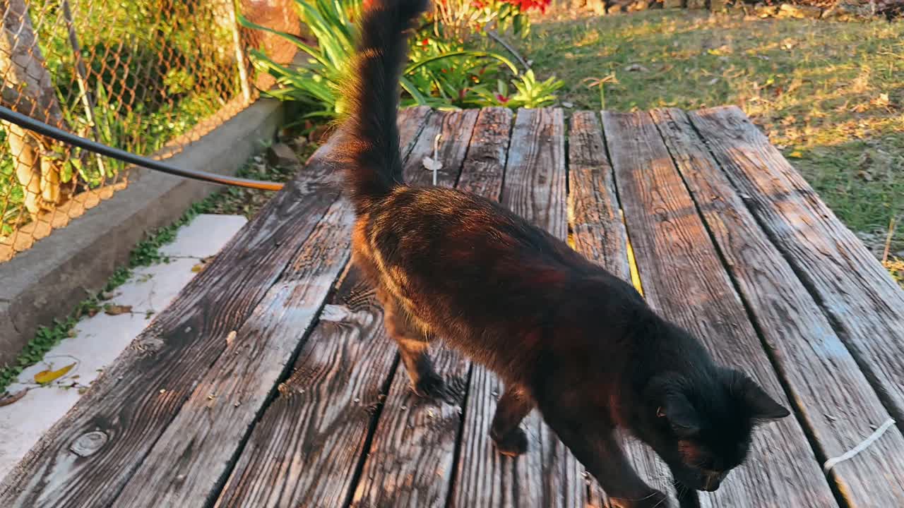 gato negro en un jardín