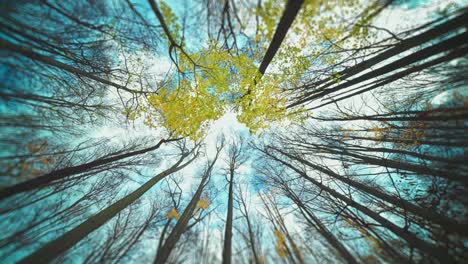 looking up to the sky though the tree crowns