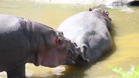 hippo in the zoo soaking under sunbath and relaxing