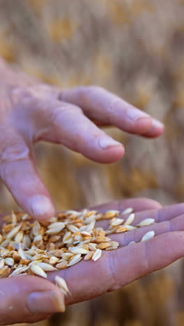 handful of wheat grains