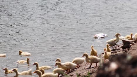 patos nadando y reuniéndose a la orilla del río