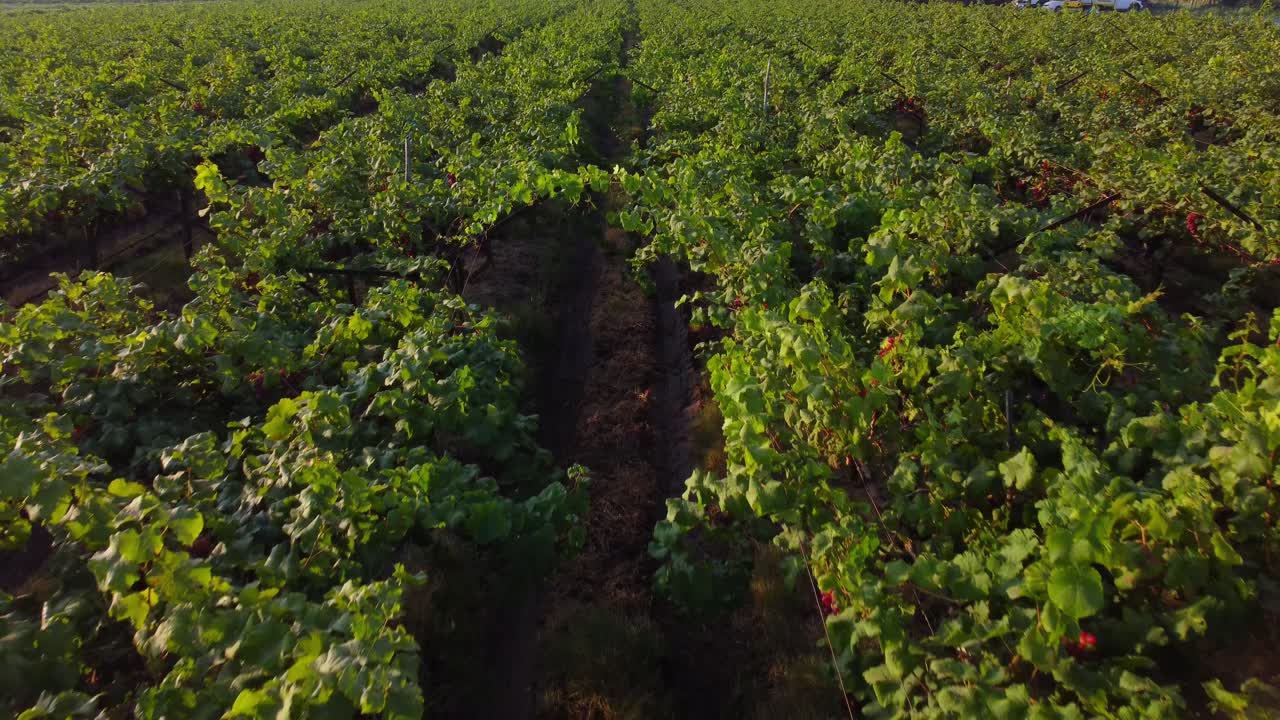 Grape vineyard landscape in harvesting season, Maharashtra, Drone shot