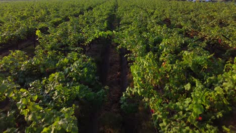 grape vineyard landscape in harvesting season, maharashtra, drone shot