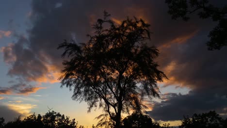 inclinar hacia arriba la silueta del árbol con espectaculares nubes de puesta de sol