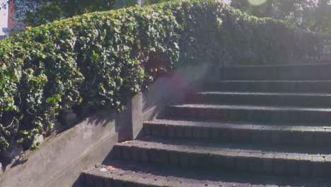 stairway in park covered in leaves