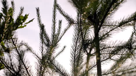 a close-up of coniferous trees against the sky