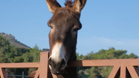 portrait of a domestic donkey with a quick smile