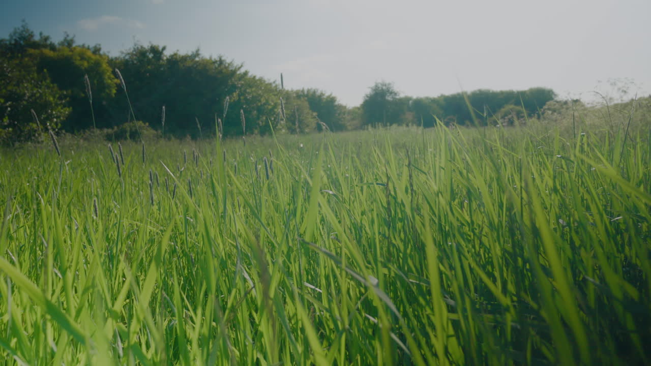 salvaje césped verde británico prado soplando en el viento