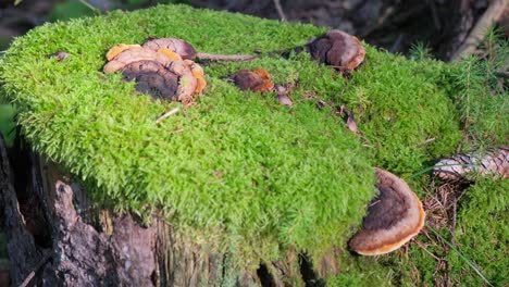 one old stump in the forest overgrown with green moss stump green moss spruce pine conifer tree one old stump in the forest overgrown with green moss stump green moss spruce pine conifer tree beautiful forest nature