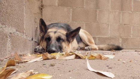 Fauler-Deutscher-Schäferhund,-Der-Sich-Im-Hinterhof-Ausruht