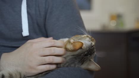 Holding-and-petting-a-calm-Bengal-kitten