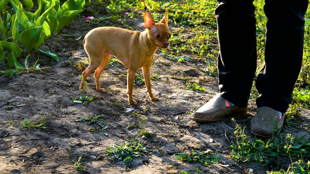 A small dog (Chihuahua breed) is afraid to shoot on camera. The hostess keeps the dog on a leash, so that she does not run away. The dog is trembling in front of the camera. The mistress strokes the dog and calms her. The sun illuminates the silhouette of