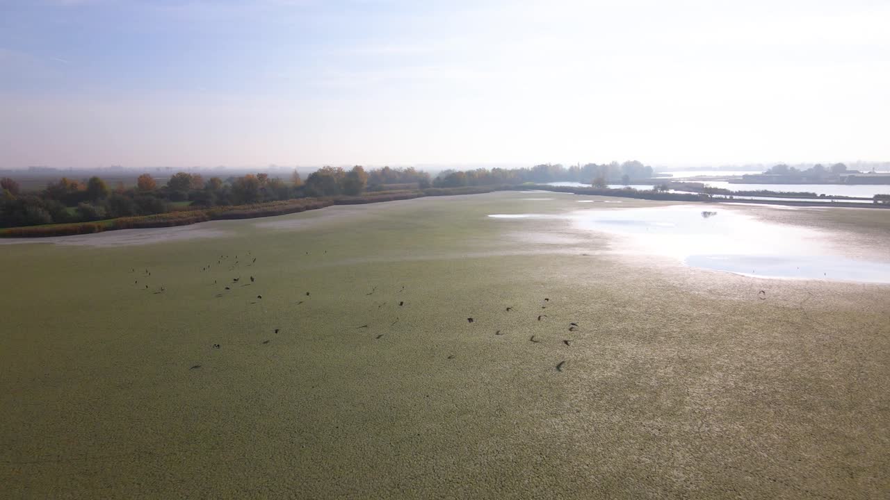 Open Wetland Landscape with Birds and Natural Vegetation in Morning Light