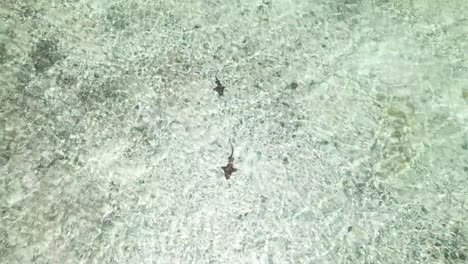 sharks swim in clear shallow water shimmering from sunlight current ripples on sandy bottom