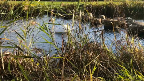 una familia de cisnes nada en un lago en un día soleado