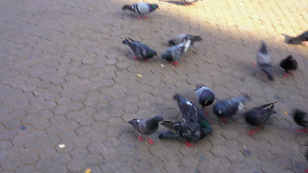 크로아티아 자그레브 거리에서 비둘기가 먹이를 먹고 있다.