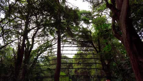 lush trees surrounding a scenic area with natural beauty at parque chapultepec morelos