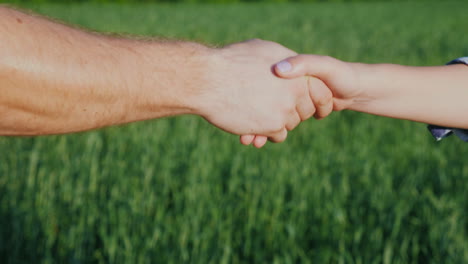 a man farmer shakes hands with a woman against the background of a green wheat field 4k video