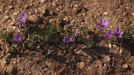 saffron flowers growing in a field