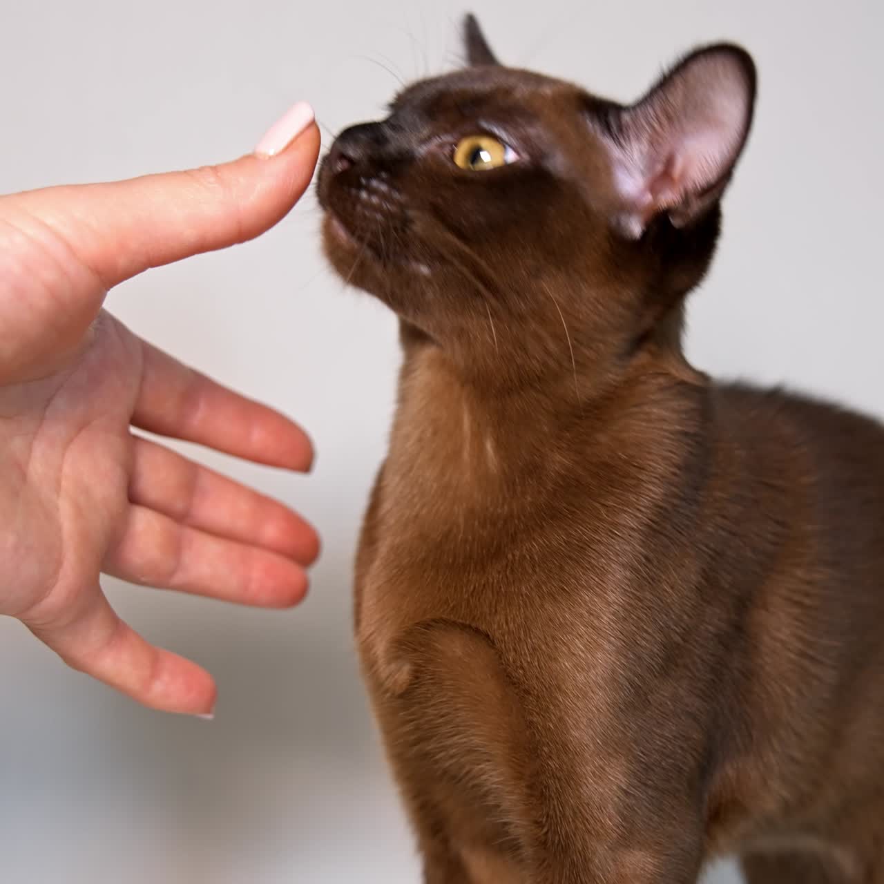 Woman's hand playing with beautiful kitten. Purebred cat sniffing person hand. Burmese cat plays at home. Adorable pet